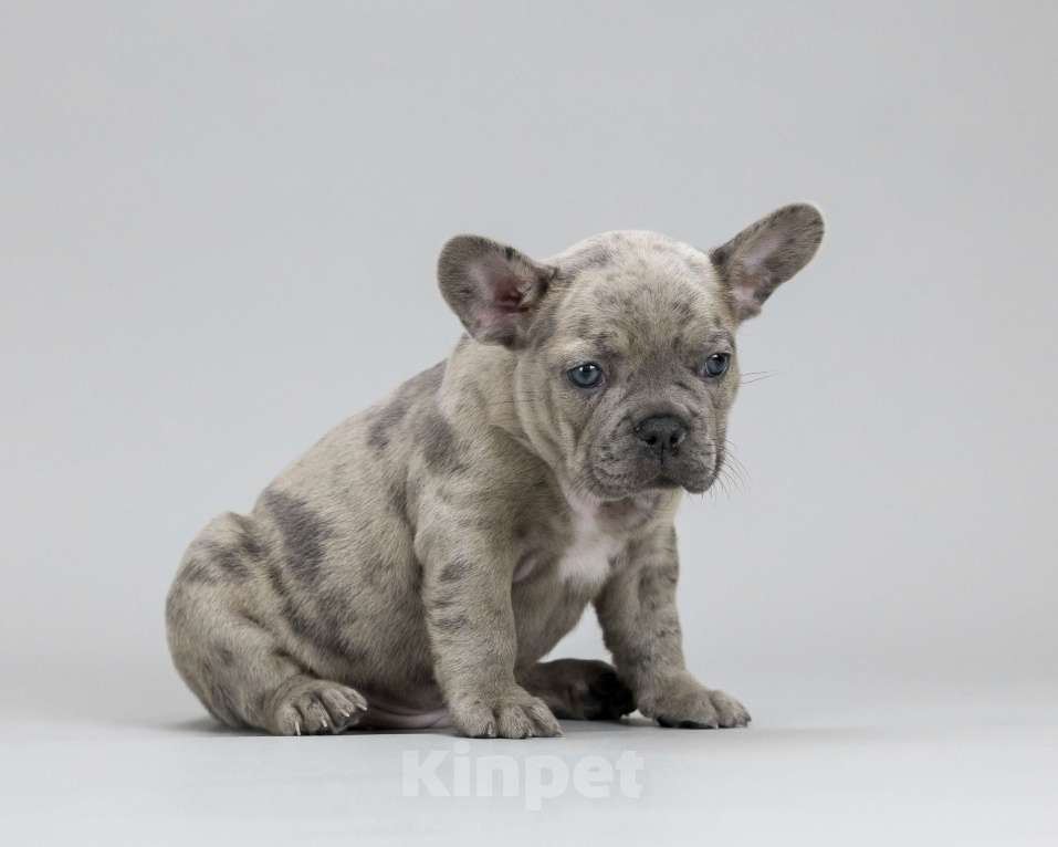 Собаки в Брянске: Дон Мальчик, 100 000 руб. - фото 1