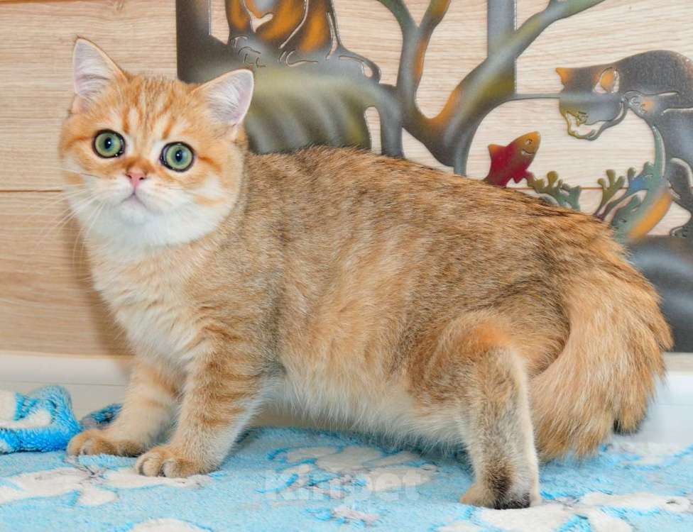 Кошки в Рыбинске: Британский золотой зеленоглазый мальчик 4 мес Мальчик, 20 000 руб. - фото 2