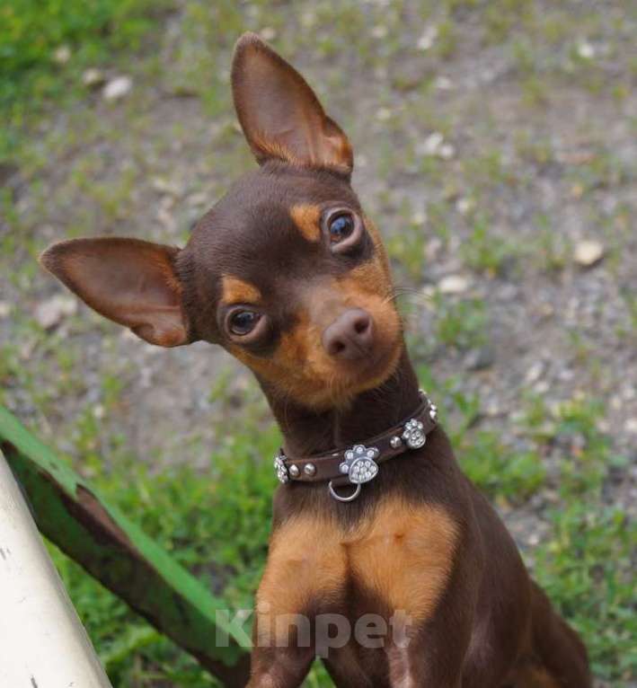 Собаки в Москве: Вязка мини кобель Мальчик, 10 000 руб. - фото 2