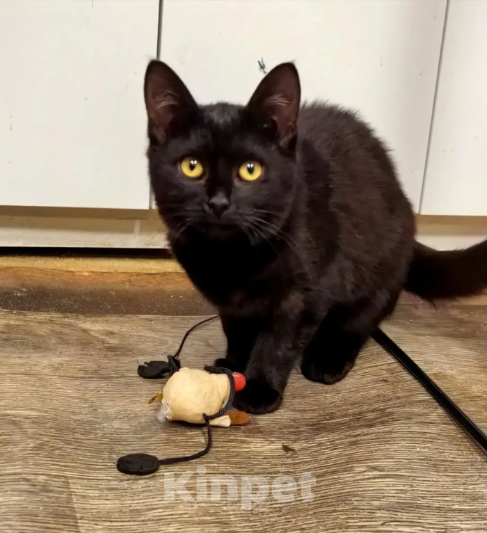 Кошки в Рязани: Котенок девочка Девочка, Бесплатно - фото 7