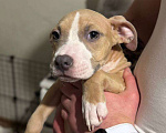 Собаки в Мытищах: Щенки американский булли Разнополые, 50 000 руб. - фото 2