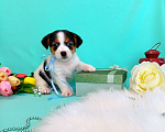Собаки в Красноярске: Щенки Джек Рассел терьер мальчики и девочки Мальчик, 35 000 руб. - фото 7