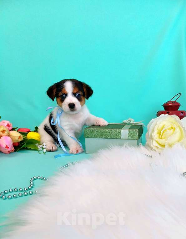 Собаки в Красноярске: Щенки Джек Рассел терьер мальчики и девочки Мальчик, 35 000 руб. - фото 7