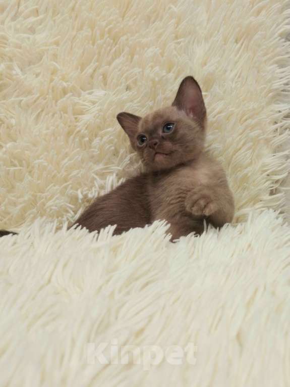 Кошки в Волгограде: Бурманская кошечка Девочка, 80 000 руб. - фото 2