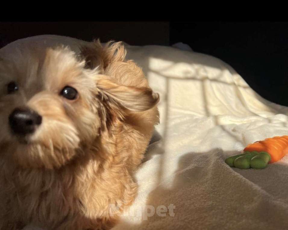 Собаки в Магнитогорске: Мальтипу мини рыжий мистер обаяшка 3 мес Мальчик, 75 000 руб. - фото 2