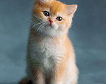 Кошки в Хабаровске: Британский котёнок золотая шиншилла ny 12 Девочка, 50 000 руб. - фото 1