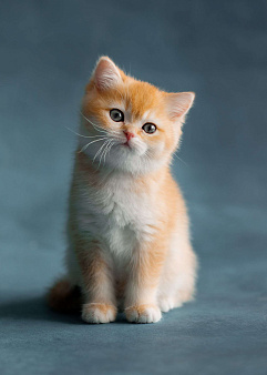 Объявление: Британский котёнок золотая шиншилла ny 12, 50 000 руб., Хабаровск