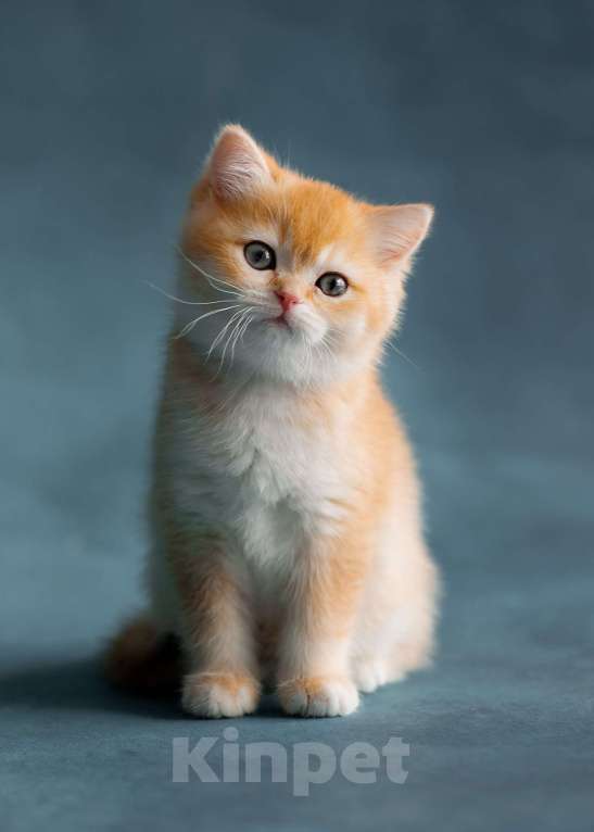 Кошки в Хабаровске: Британский котёнок золотая шиншилла ny 12 Девочка, 50 000 руб. - фото 1