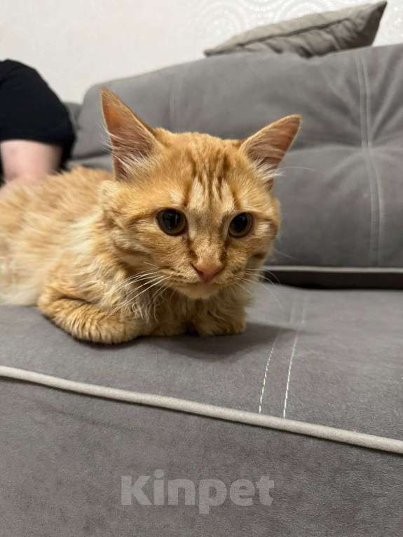 Кошки в Красноярске: Рыжый кот ищет добрых хозяев  Мальчик, Бесплатно - фото 3