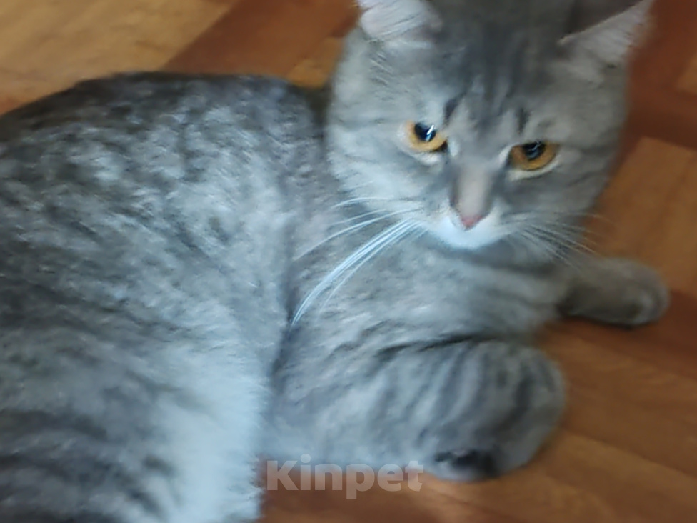 Кошки в Воронеже: котик 1,5 года шотландец отдам в хорошие руки Мальчик, 100 руб. - фото 2