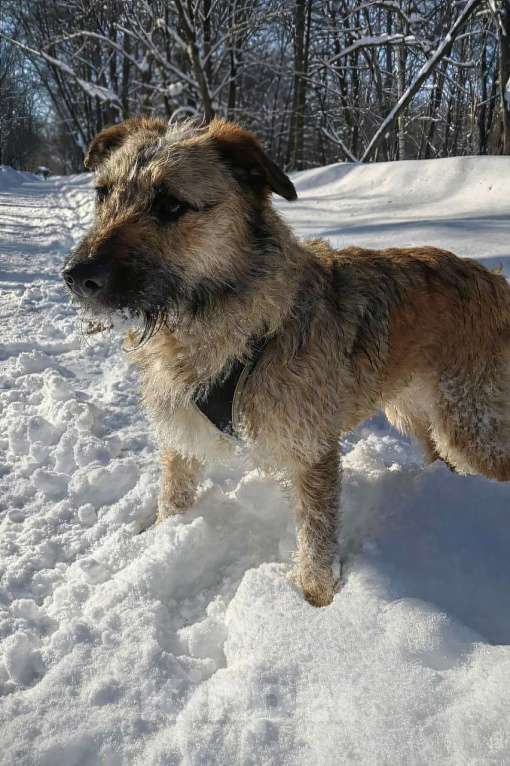 Собаки в Москве: Пальма 2 года! Девочка, Бесплатно - фото 5