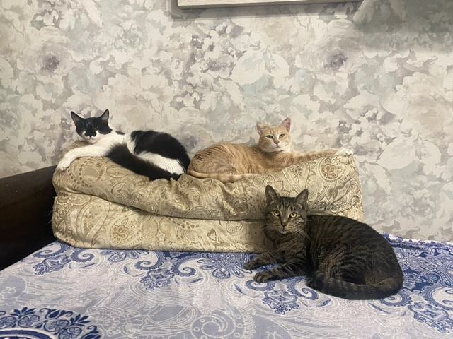 Кошки в Москве: Потерялся рыжий кот  Мальчик, 1 000 руб. - фото 3