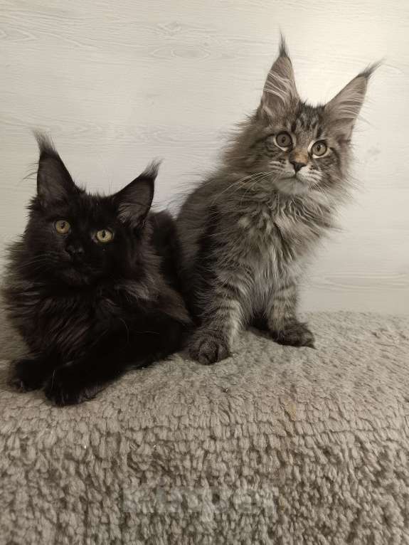 Кошки в других городах Владимирской области: Котики  мейн кун в любимцы Мальчик, 45 000 руб. - фото 5