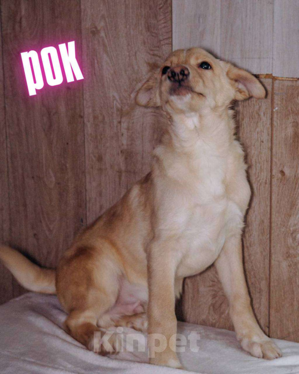 Собаки в Москве: "Ну, вы понимаете, они растут - а мест у нас нет" Девочка, Бесплатно - фото 3