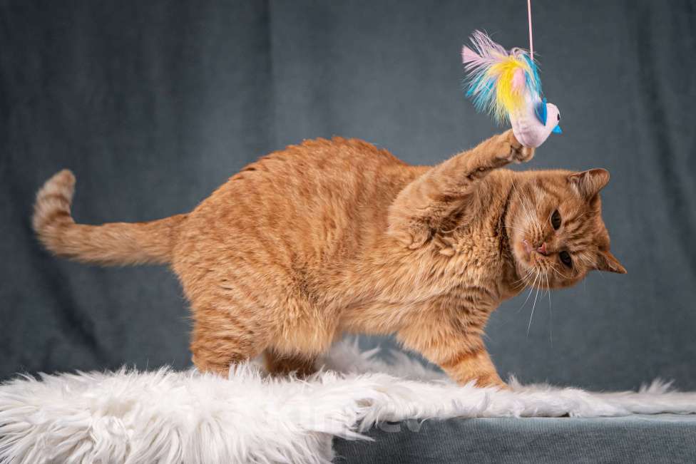 Кошки в Клине: Рыжик — матёрый кот в самом расцвете сил Мальчик, Бесплатно - фото 4