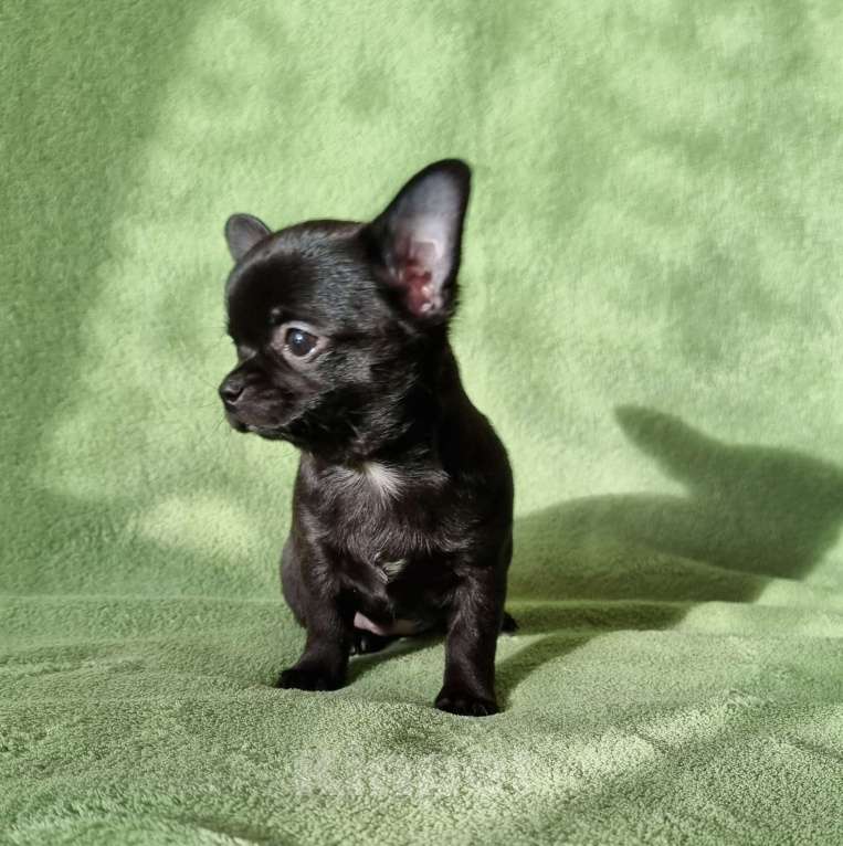 Собаки в Наро-Фоминске: шикарная чихуахуа Девочка, 150 000 руб. - фото 2