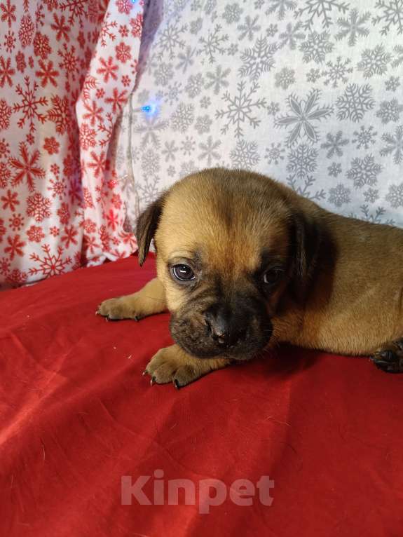 Собаки в других городах Краснодарского края: Кане-Корсо, щенок Девочка, 20 000 руб. - фото 7