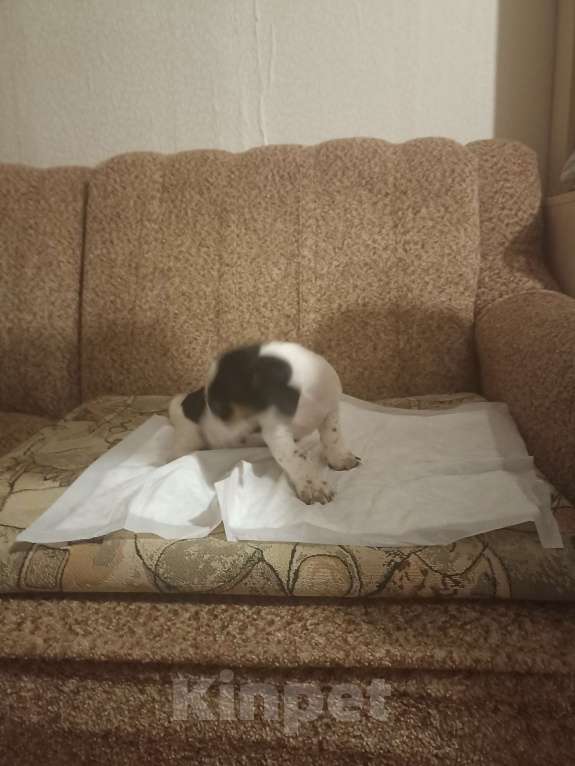 Собаки в Москве: Джек Рассел терьер Девочка, 25 000 руб. - фото 2