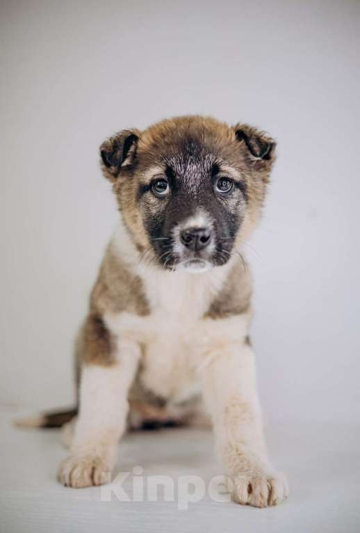 Собаки в Видном: Тэя Девочка, Бесплатно - фото 3