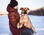 Собаки в Москве: Рыжий красавец ждёт семью в приюте Мальчик, Бесплатно - фото 5