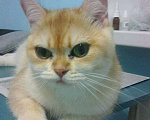 Кошки в Симферополе: Британская золотая шиншилла Девочка, Бесплатно - фото 1