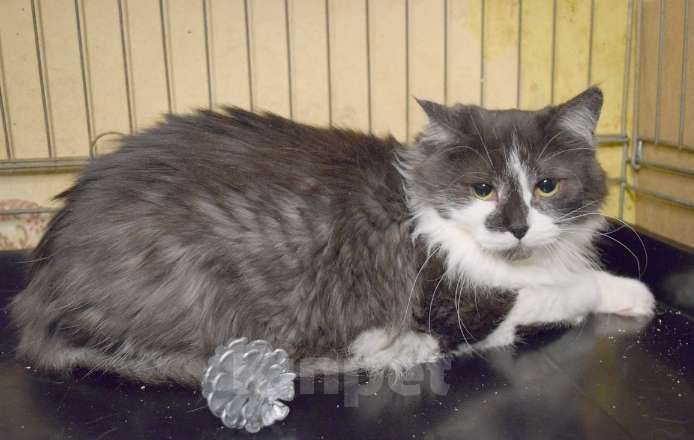 Кошки в Москве: Пушистая кошка Сашенька в добрые руки Девочка, 1 руб. - фото 3