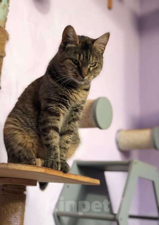 Кошки в Дмитрове: Молодая кошечка Соня. Девочка, Бесплатно - фото 8