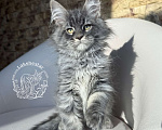 Кошки в Москве: Котенок мейн кун из питомника.  Мальчик, 80 000 руб. - фото 3