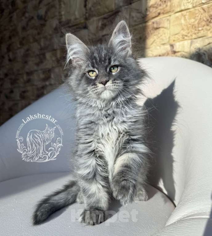 Кошки в Москве: Котенок мейн кун из питомника.  Мальчик, 80 000 руб. - фото 3