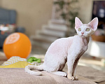 Кошки в Москве: Девочка белая Девон Рекс Roxy Девочка, 60 000 руб. - фото 3