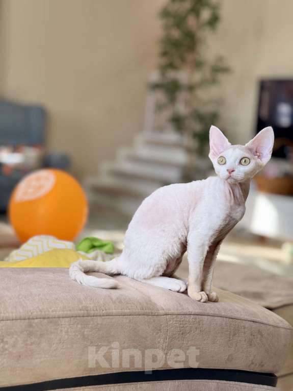 Кошки в Москве: Девочка белая Девон Рекс Roxy Девочка, 60 000 руб. - фото 3