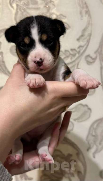 Собаки в Москве: Прекрасная малышка Басенджи Девочка, 90 000 руб. - фото 2
