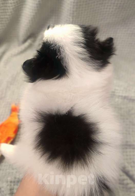 Собаки в Санкт-Петербурге: Шпиц  Мальчик, Бесплатно - фото 5