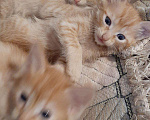 Кошки в Игарке: Котята, Бесплатно - фото 10