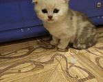 Кошки в Собинке: Вислоухая красотулька., 5 500 руб. - фото 2