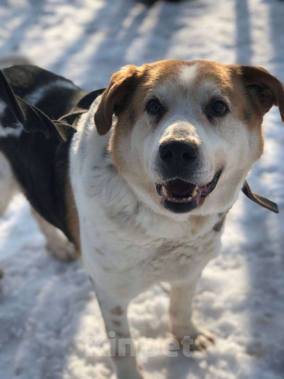 Собаки в Москве: Очаровательный бывшедомашний Варяг заждался свою семью Мальчик, Бесплатно - фото 4