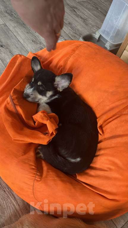 Собаки в Москве: Коржики  Мальчик, Бесплатно - фото 2