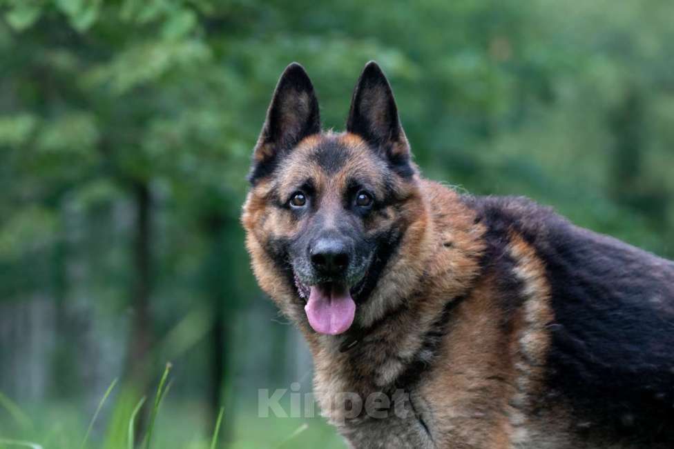 Собаки в Москве: Арчи Мальчик, Бесплатно - фото 4