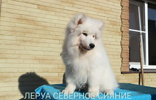 Щенок Самоеда/Самоедской Собаки