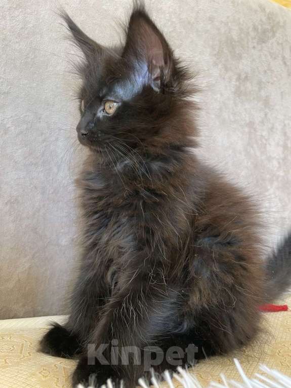 Кошки в других городах Приморского края: Шикарные котята Мальчик, 25 000 руб. - фото 2