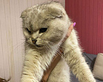 Кошки в Ногинске: найдена кошка, деревня Кашино Девочка, 1 руб. - фото 1