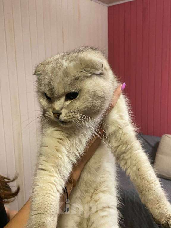 Кошки в Ногинске: найдена кошка, деревня Кашино Девочка, 1 руб. - фото 1