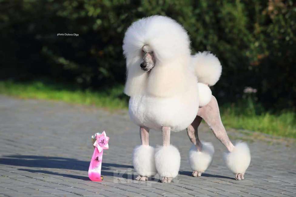 Собаки в других городах Московской области: Стандартный пудель- белый кобель Мальчик, Бесплатно - фото 3