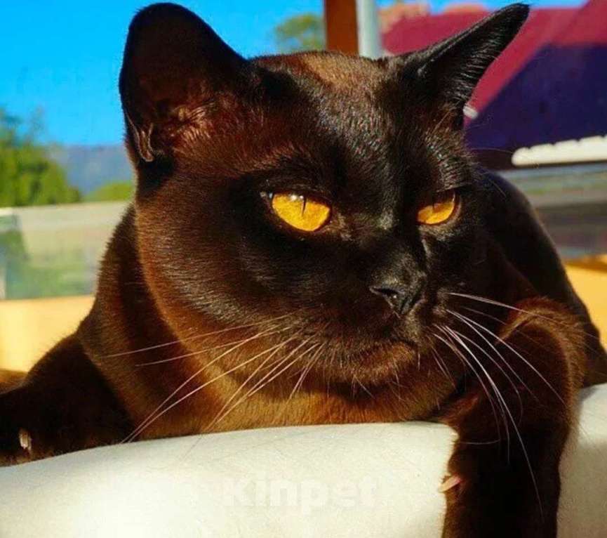 Кошки в Ростове-на-Дону: Европейская Бурма котята Девочка, Бесплатно - фото 10