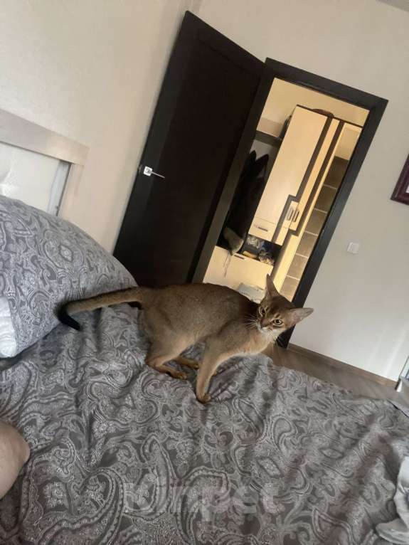 Кошки в Мурином: Отдам в добрые руки  Девочка, 1 руб. - фото 3