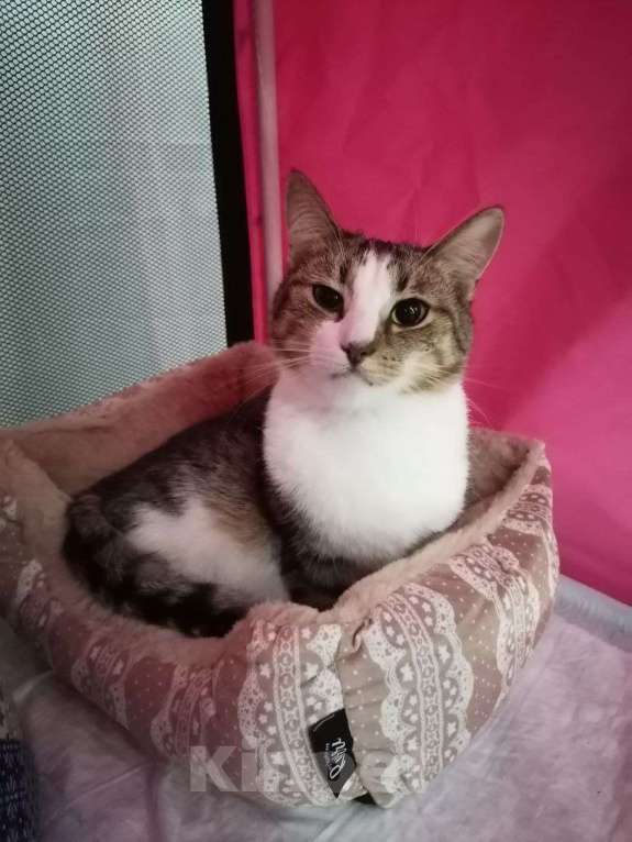 Кошки в Москве: Озорник и попрыгушечка Риш Мальчик, Бесплатно - фото 2