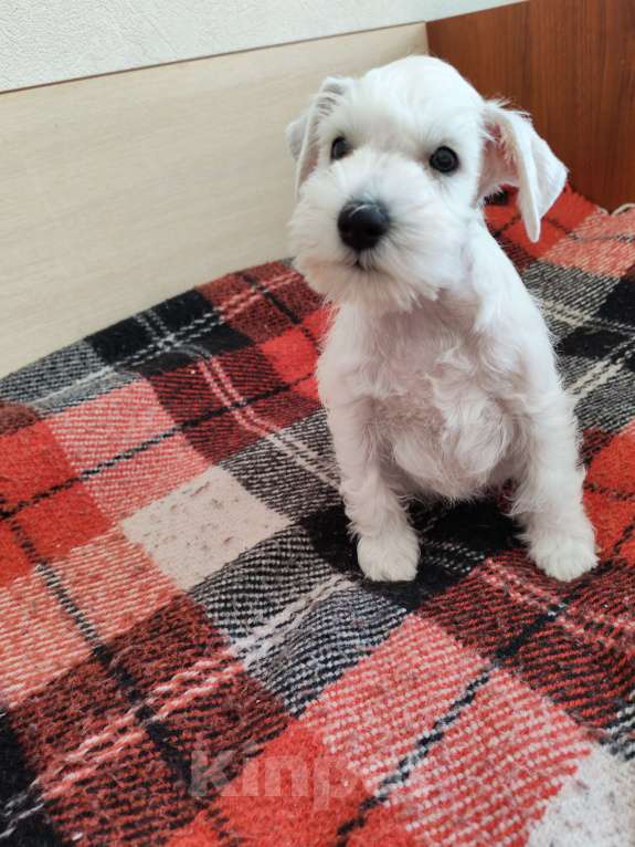 Собаки в Воронеже: Щенки цвеогшнауцера Разнополые, Бесплатно - фото 4