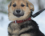 Собаки в Москве: Нежная улыбака ждет в приюте Девочка, Бесплатно - фото 5