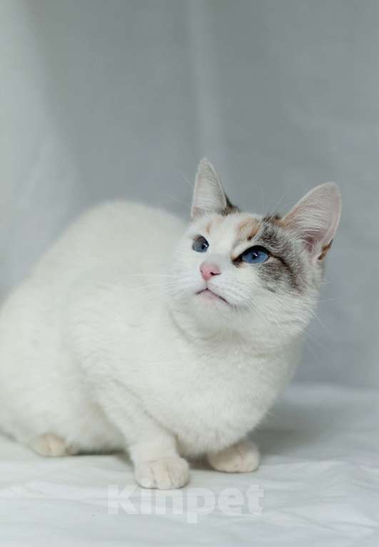 Кошки в Ногинске: Пенка - нереальная красавица в поисках дома Девочка, Бесплатно - фото 5