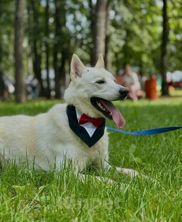 Собаки в Москве: Вайт: северный ветер в поисках дома и любви. Мальчик, Бесплатно - фото 10